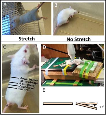 Stretching Reduces Skin Thickness and Improves Subcutaneous Tissue Mobility in a Murine Model of Systemic Sclerosis